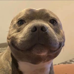 Meet your Posher, Bailey